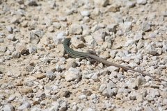 Aspidoscelis gularis