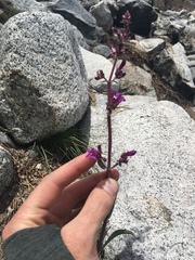 Penstemon patens