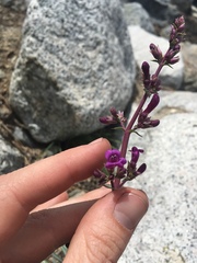 Penstemon patens