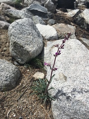 Penstemon patens