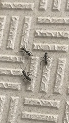 Myrmosericus