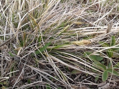 Carex pediformis macroura