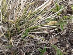 Carex pediformis macroura