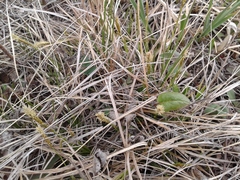 Carex pediformis macroura