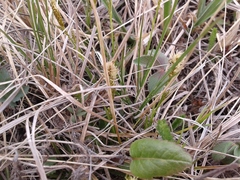 Carex pediformis macroura