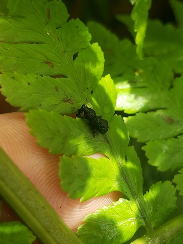 Australian Fern Weevil