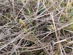 Carex pediformis macroura