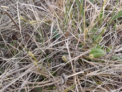 Carex pediformis macroura