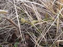 Carex pediformis macroura