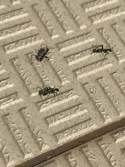 Myrmosericus
