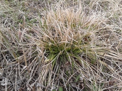 Carex pediformis macroura