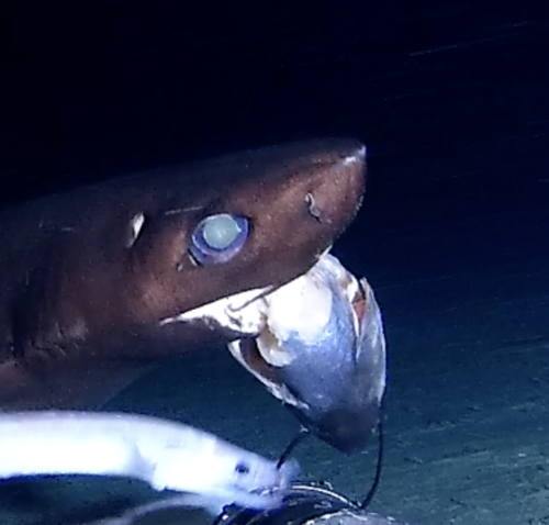 Portugese dogfish (Centroscymnus coelolepis) — Somniosidae
