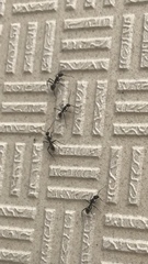 Myrmosericus