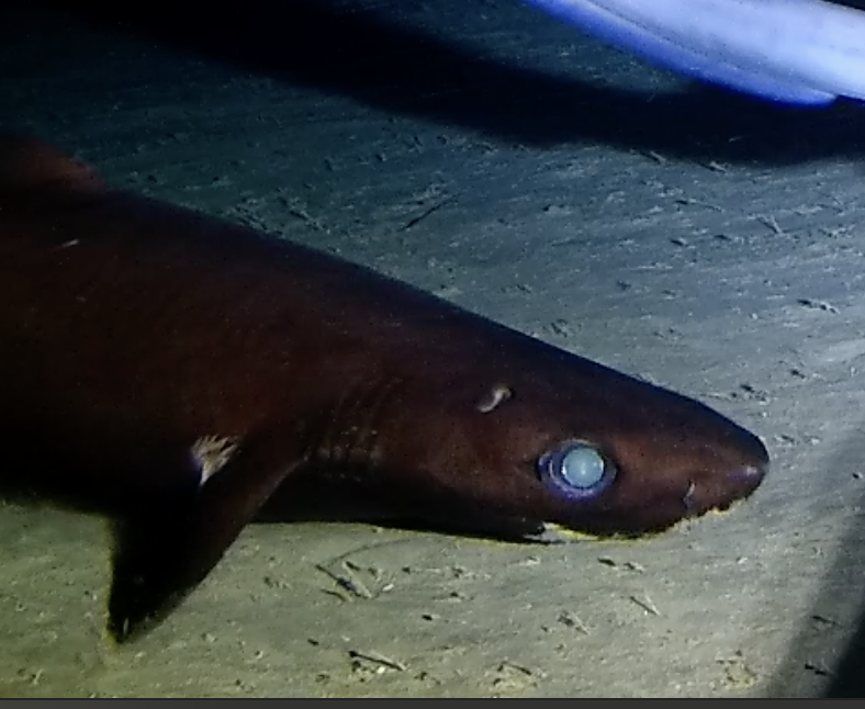 Centroscymnus