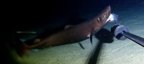 Portugese dogfish (Centroscymnus coelolepis) — Somniosidae — 2