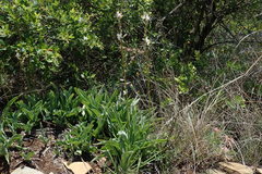 Chlorophytum angulicaule