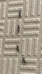 Myrmosericus