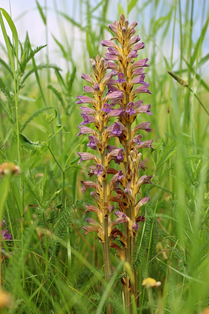 Yarrow Broomrape