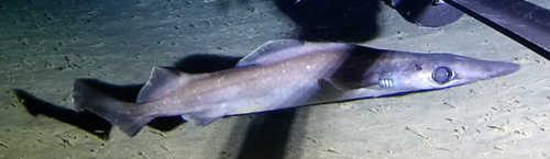 Birdbeak dogfish (Deania calcea) — Centrophoridae — 2
