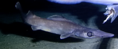 Birdbeak Dogfish photo 4