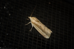 Earias huegeliana