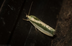 Earias huegeliana