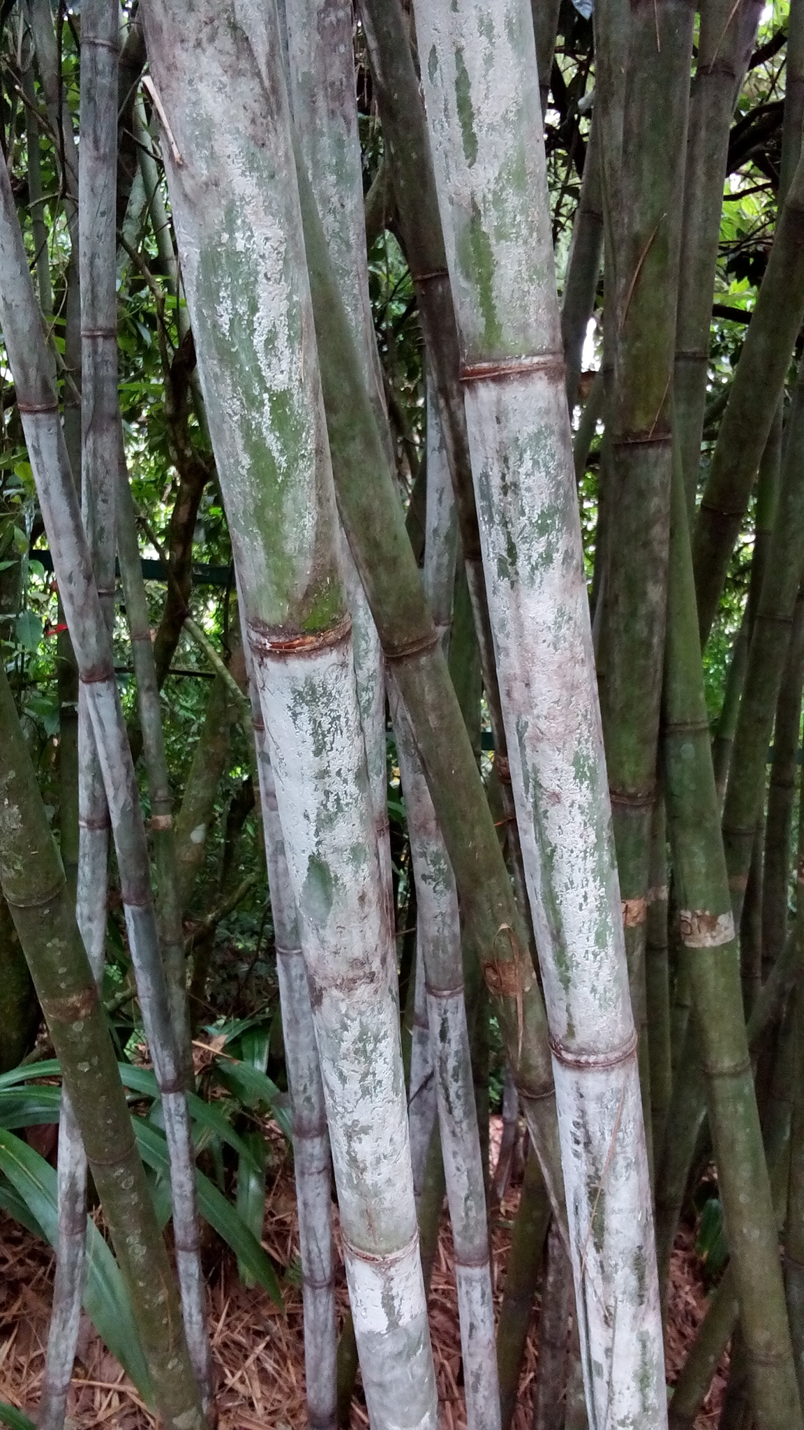 Otatea glauca