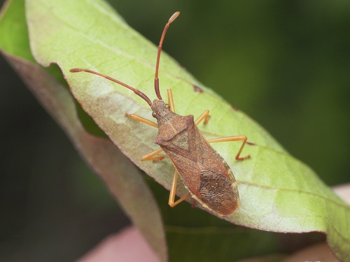 Box bug