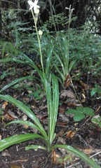 Chlorophytum bowkeri