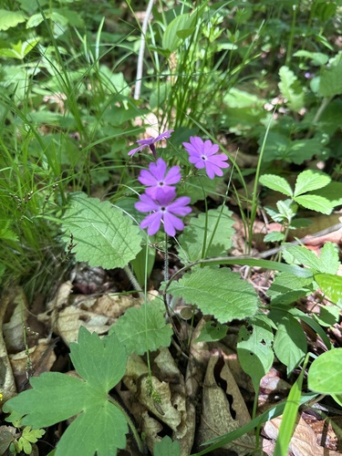 Primula sieboldii, photograph 6