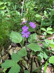 Primula sieboldii, photograph (c) Tatyana Petrenko, some rights reserved (CC BY)