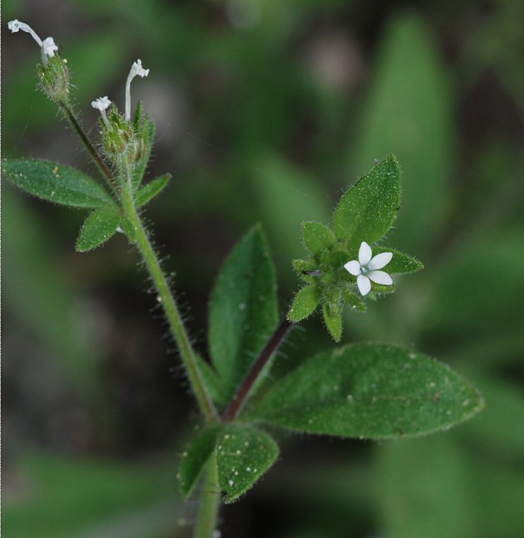 Allophyllum integrifolium