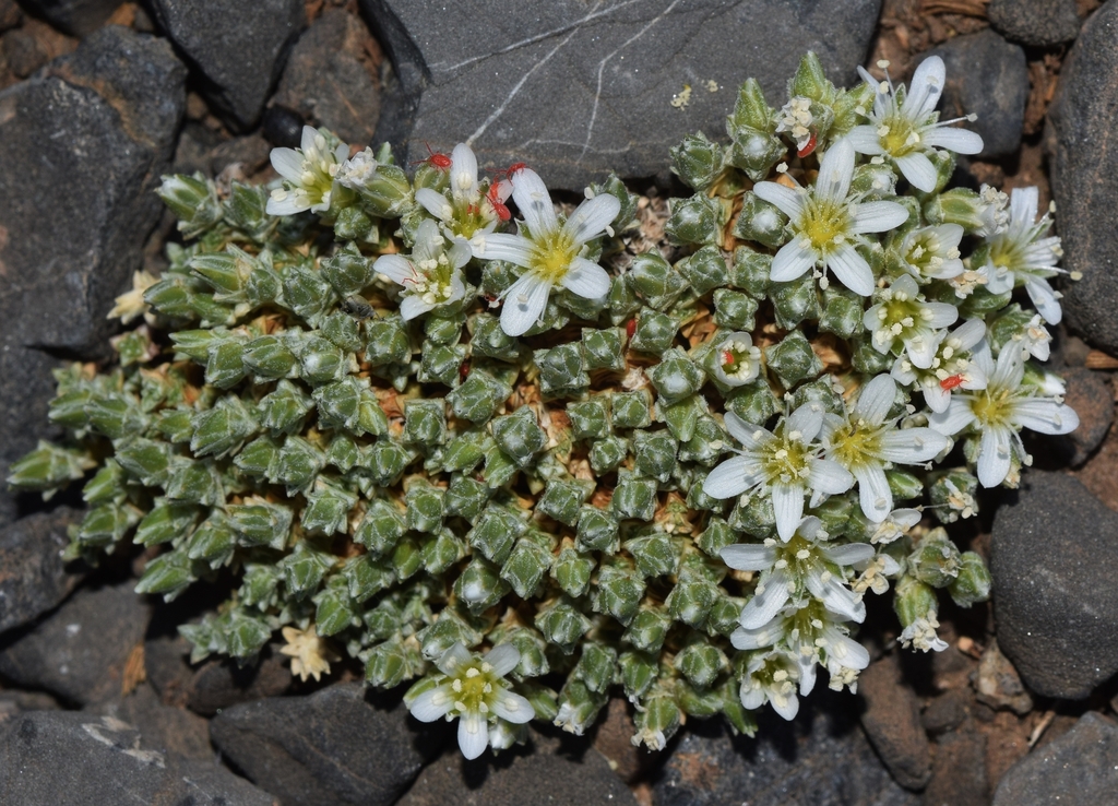 Arenaria lanuda