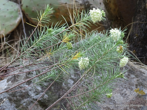 pineneedle milkweed
