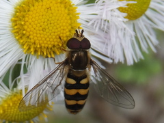 Syrphidae
