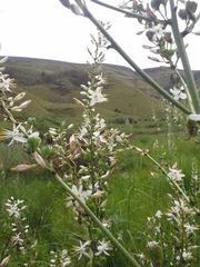 Chlorophytum krookianum