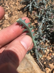 Stephanomeria parryi