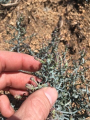 Stephanomeria parryi