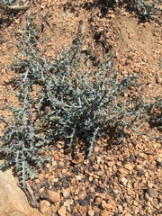 Stephanomeria parryi