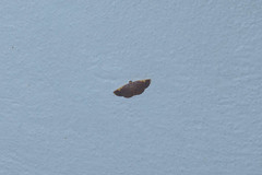 Nothomiza flavicosta