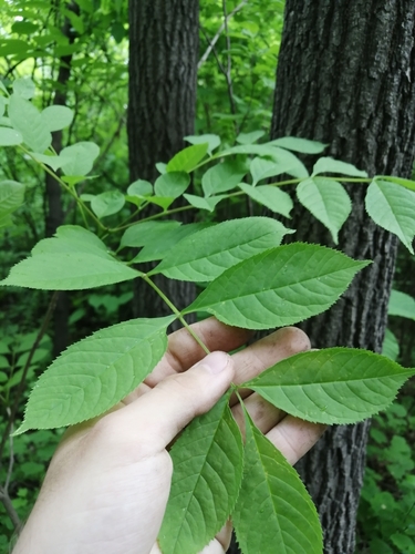 Fraxinus mandshurica iNat (1)