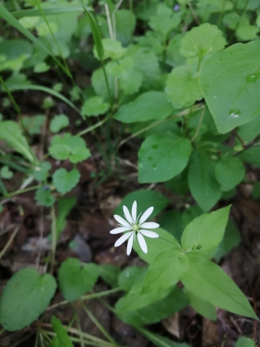 Stellaria bungeana iNat (1)