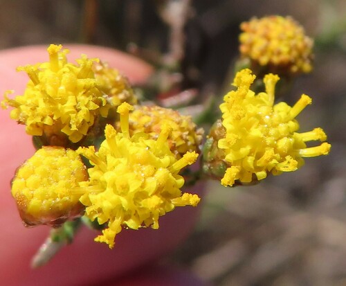 Cluster Autumnaster (Marasmodes polycephala)
