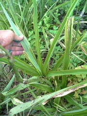 Chlorophytum krookianum
