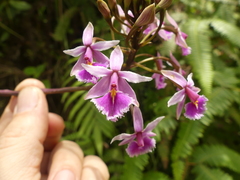 Epidendrum calanthum