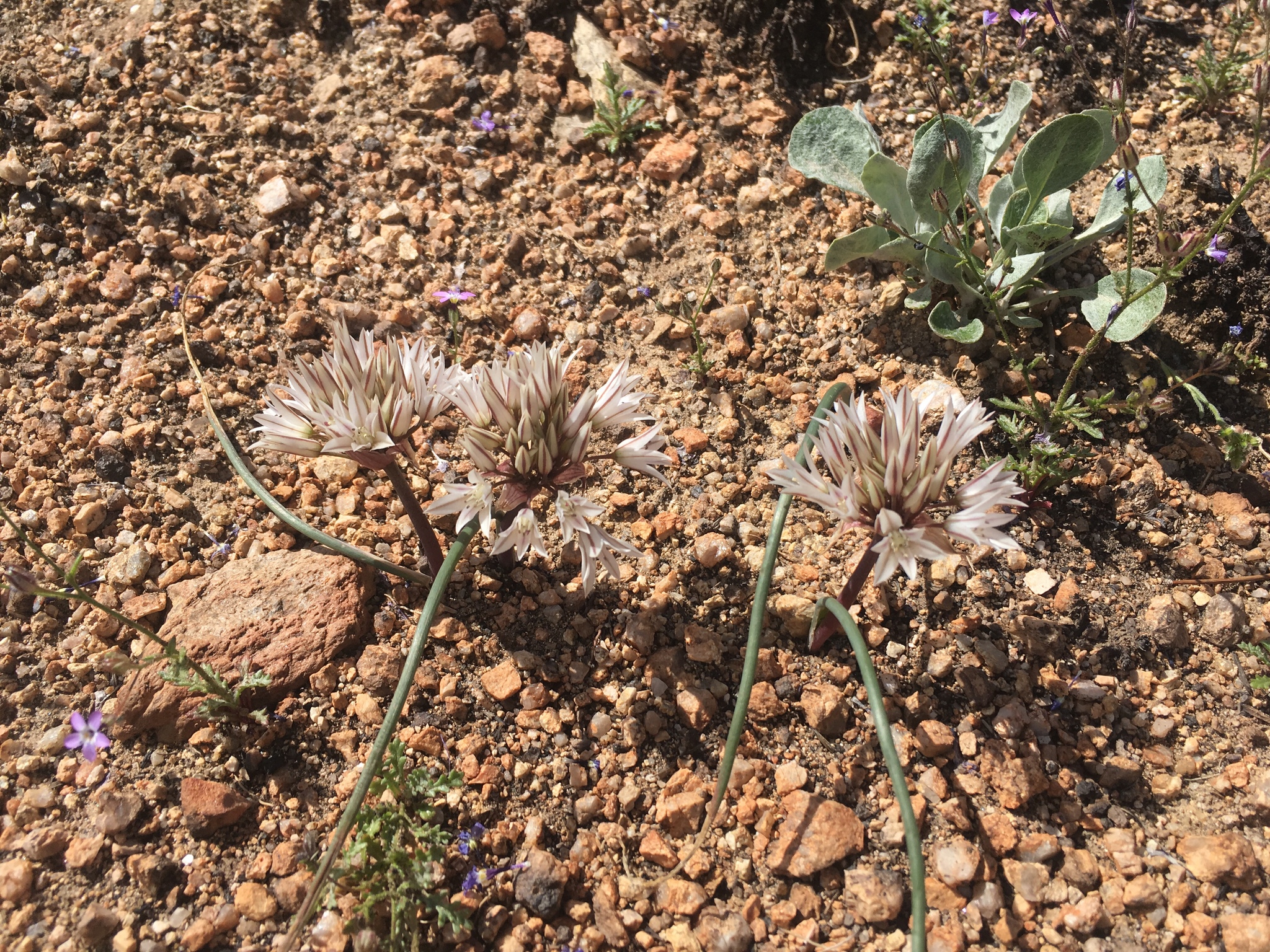 Allium atrorubens