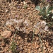 Allium atrorubens - Photo (c) Marty Purdy, algunos derechos reservados (CC BY), subido por Marty Purdy