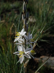 Chlorophytum transvaalense