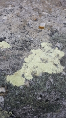 Protoparmeliopsis pinguis