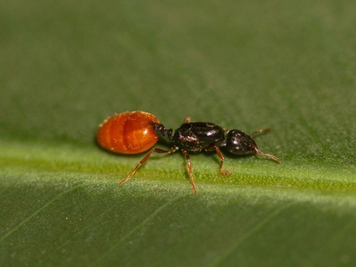 Carebara leeiCarebara leei